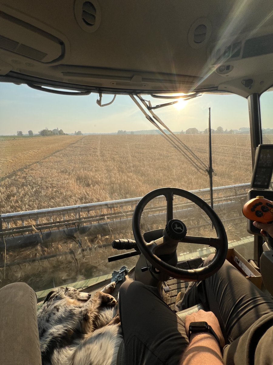 This is some really dry, good yielding barley in the heart of the Bruce. Contact us for all your combining needs. 226-930-0204! #harvest25 #brucecounty #ontag