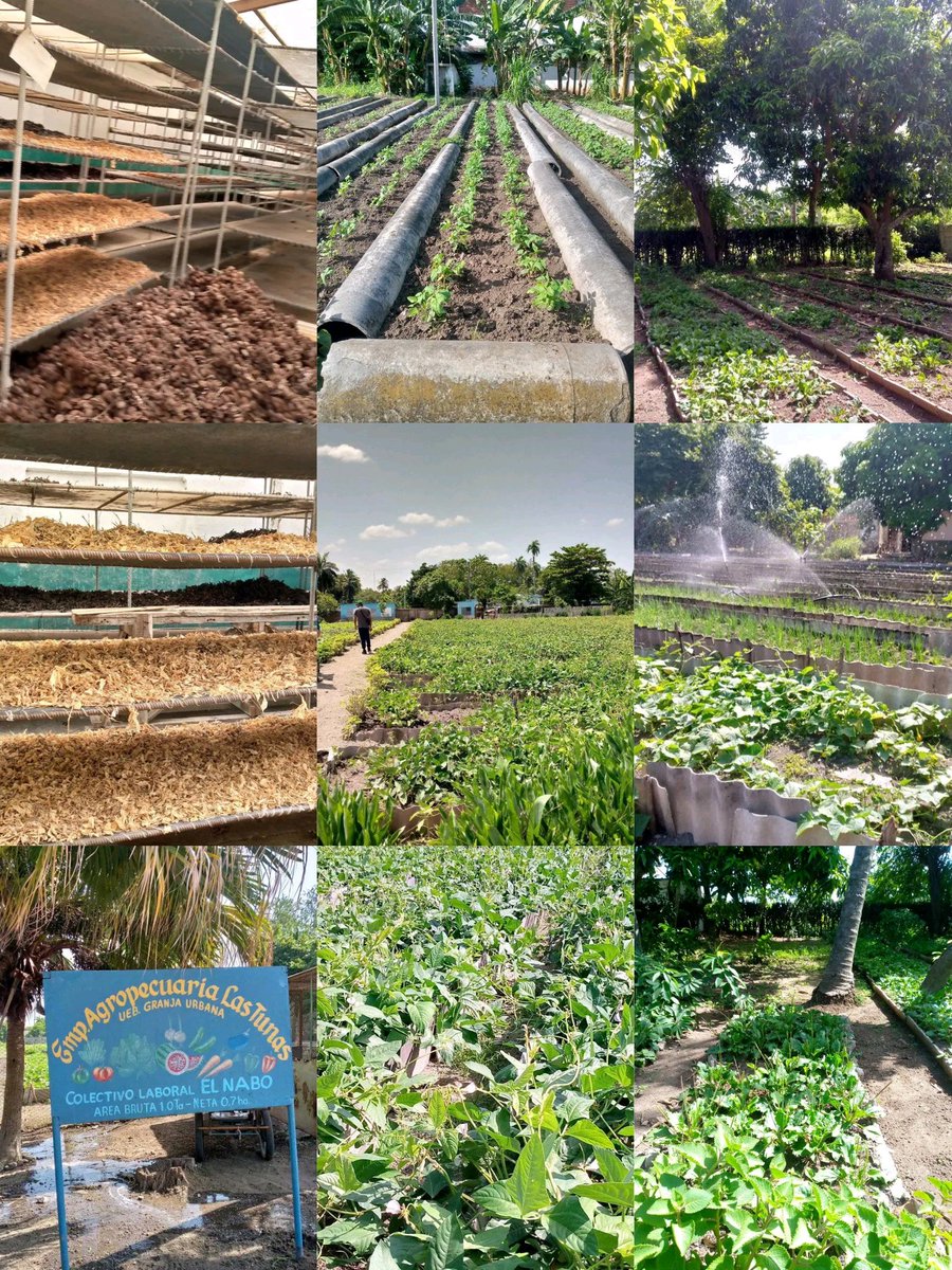 Recorrido 101 del movimiento nacional de la Agricultura Urbana Suburbana y Familiar Municipio Las Tunas con resultados de "AVANZA"