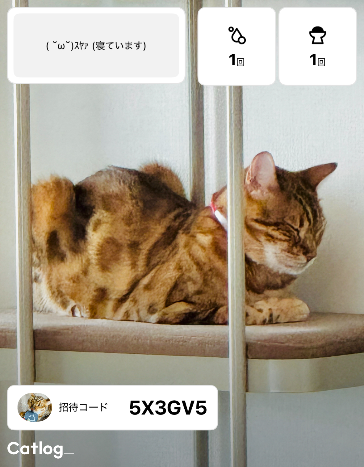 美品】cat log キャットログ キャトログ セット Catlogシリーズ