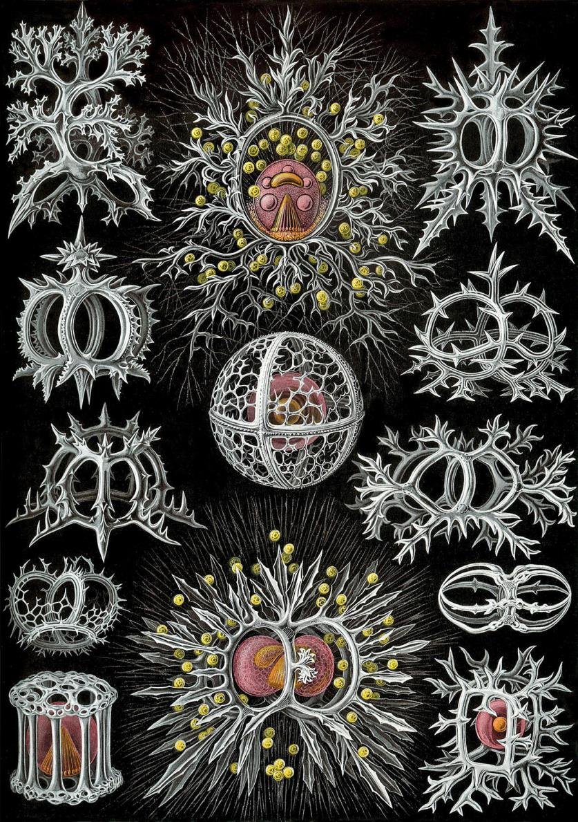 thebookchode's tweet image. took shrooms and went to Mexican mountain: Started to feel like sea cucumber, Ernst Haeckel + everything Kantian, Vedic cathedral, adoration of lichen tree bark, then SuperHeideggerian breakdown of spatiotemporal grid as my head laid on the grass hearing dog&apos;s thereness slobber