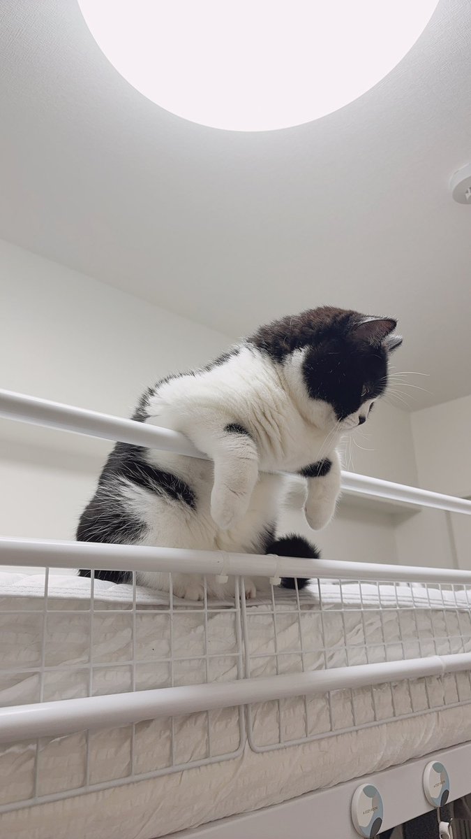 さぶろう🐾 (@saburou0214) / Posts / X