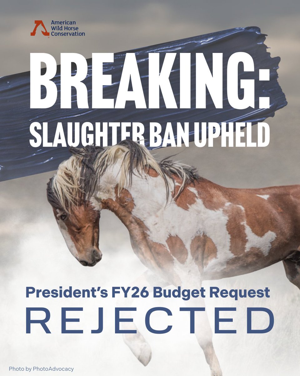 FreeWildHorses's tweet image. 🎉 HUGE WIN FOR WILD HORSES! 🎊 The House Appropriations Subcommittee has advanced a bill that continues the ban on slaughtering federally protected wild horses and burros! But it's not over yet—ask your representative to weigh in on wild horse protection: bit.ly/4nObxBy