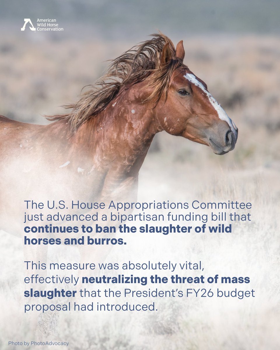 FreeWildHorses's tweet image. 🎉 HUGE WIN FOR WILD HORSES! 🎊 The House Appropriations Subcommittee has advanced a bill that continues the ban on slaughtering federally protected wild horses and burros! But it's not over yet—ask your representative to weigh in on wild horse protection: bit.ly/4nObxBy
