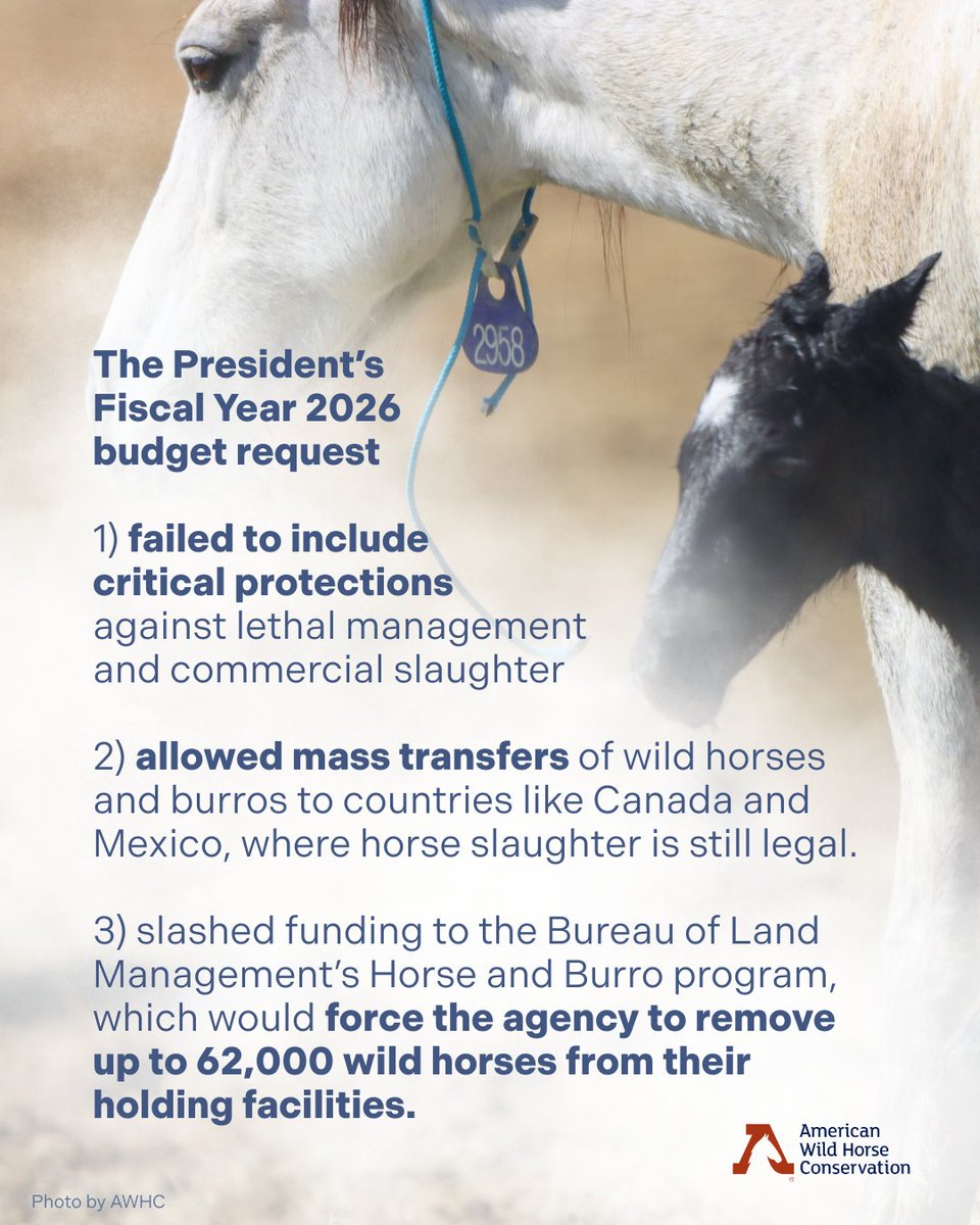 FreeWildHorses's tweet image. 🎉 HUGE WIN FOR WILD HORSES! 🎊 The House Appropriations Subcommittee has advanced a bill that continues the ban on slaughtering federally protected wild horses and burros! But it's not over yet—ask your representative to weigh in on wild horse protection: bit.ly/4nObxBy