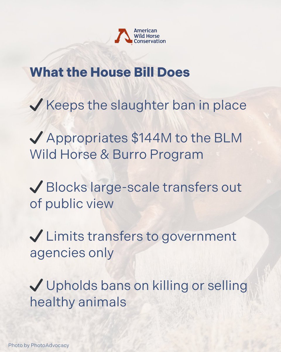 FreeWildHorses's tweet image. 🎉 HUGE WIN FOR WILD HORSES! 🎊 The House Appropriations Subcommittee has advanced a bill that continues the ban on slaughtering federally protected wild horses and burros! But it's not over yet—ask your representative to weigh in on wild horse protection: bit.ly/4nObxBy