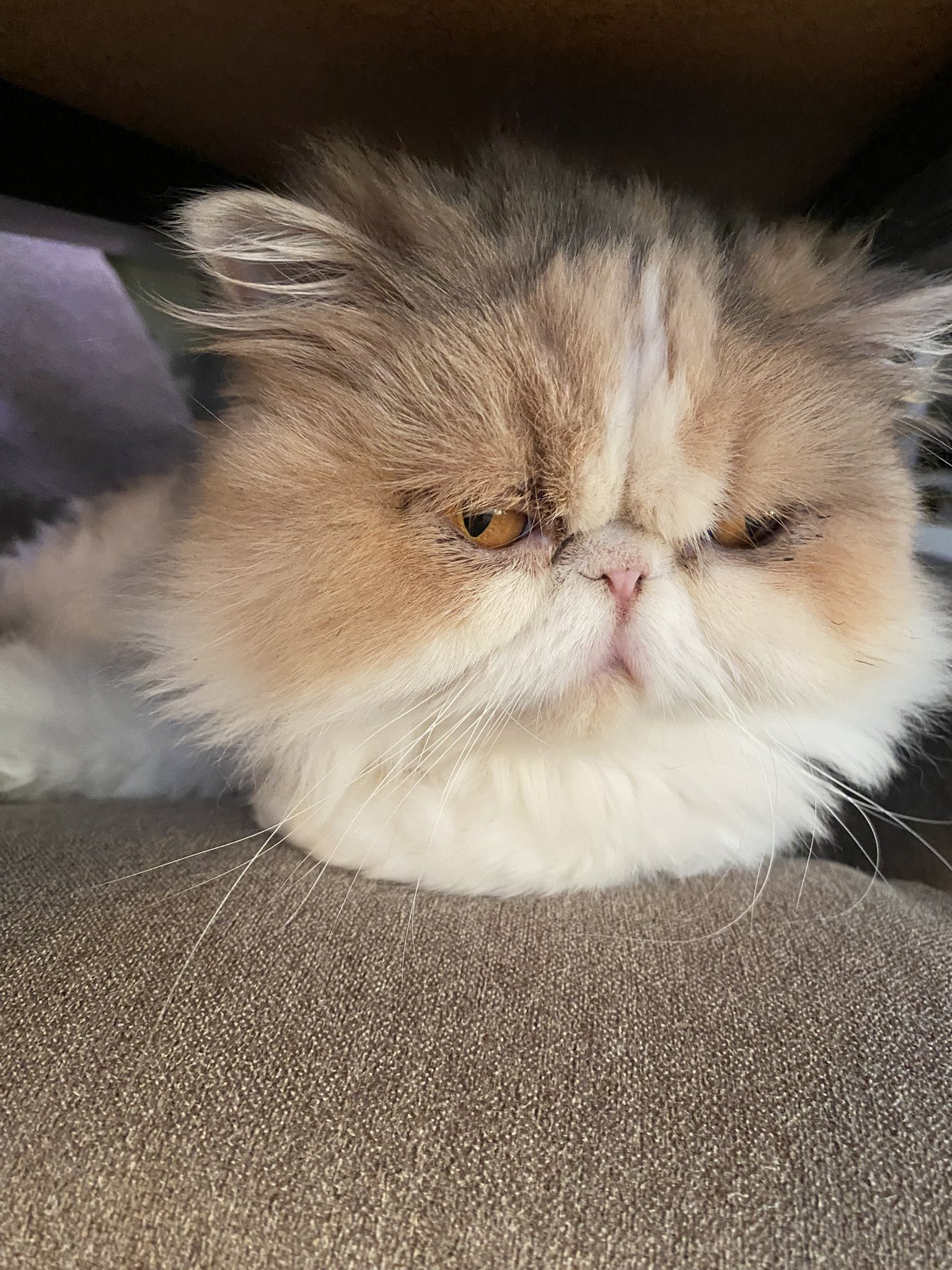 猫むすび 猫のしお🧂むすび🍙、飼い主はろで on X: 