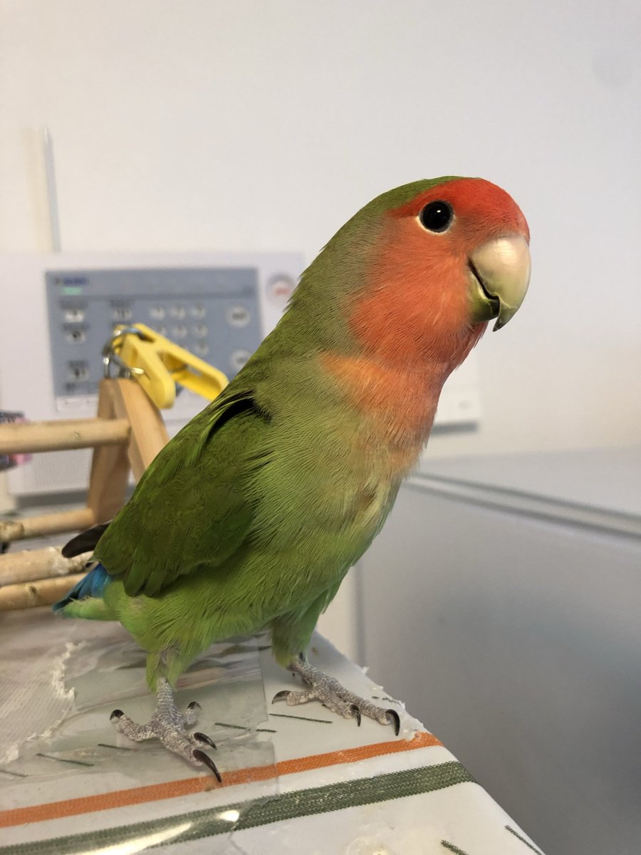 TSUBASA6077's tweet photo. 【拡散希望】
コザクラインコの迷子情報です

場所：兵庫県西宮市仁川百合野町
日時：25/7/13  朝7時24分
名前：来夢（らいむ）
特徴：らいむちゃんと呼ぶとピッ！と返事をします、よく慣れてます。

情報お持ちの方、下記までご連絡を
npotsubasa@tsubasa0615.org
情報拡散のご協力お願いします https://t.co/4J3mkphc7u