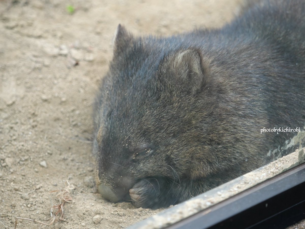 寝るのは美容にいいの

#ユキ　#ユキちゃん　#yuki　#五月山動物園 　#池田市　#ウォンバット　　#wombat　#wombatlove　 #satsukiyamazoo