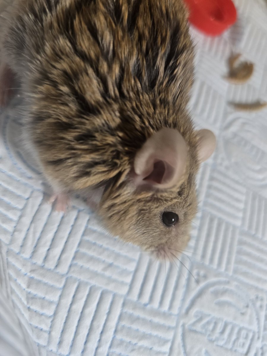 MUTE_GOES_CLICK's tweet image. My dear mouse 'eddie' suffered a stroke yesterday and was rapidly declining over the past 24 hours... today, I had to make the heartbreaking decision to have him pts and I'm not handling it great right now...
I know a lot of people didn't really know about eddie compared to my…