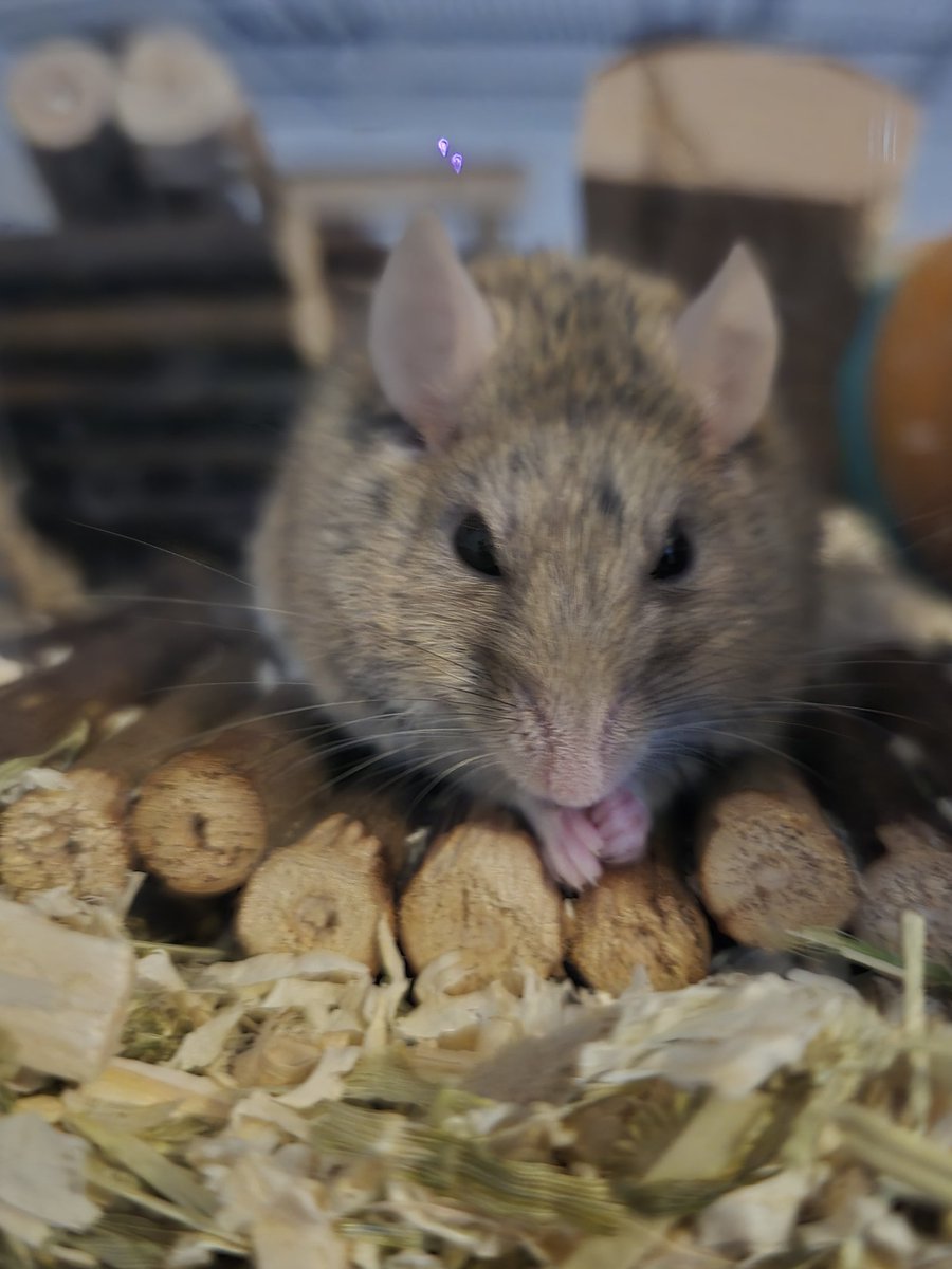 MUTE_GOES_CLICK's tweet image. My dear mouse 'eddie' suffered a stroke yesterday and was rapidly declining over the past 24 hours... today, I had to make the heartbreaking decision to have him pts and I'm not handling it great right now...
I know a lot of people didn't really know about eddie compared to my…