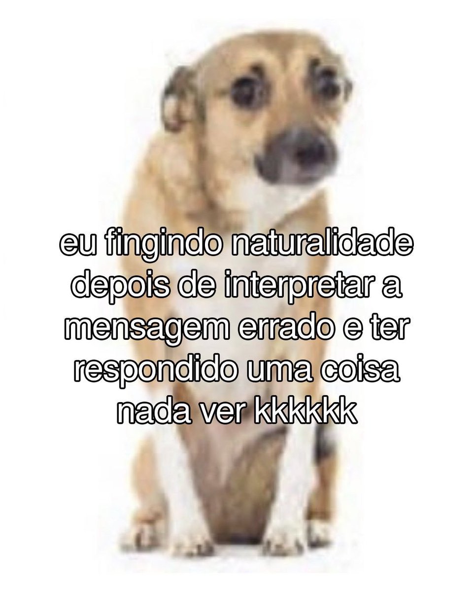 animais com frases aleatorias tweet media