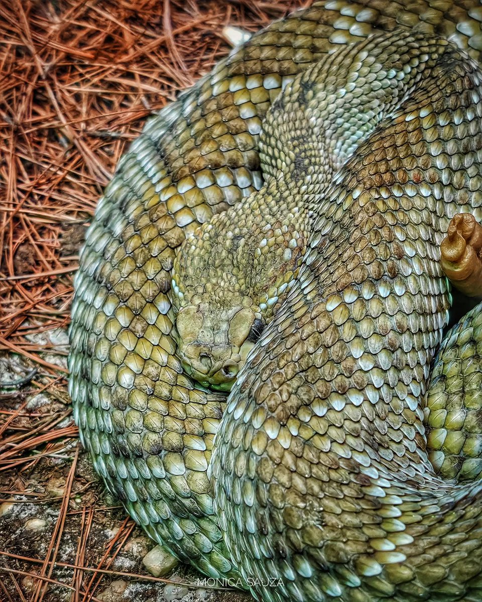 mosave_87's tweet image. La forma que el tiempo encuentra de que nunca olvidemos las heridas.
Piedad Bonnett 

📷 IG: monicasauza

#cdmx #chapultepec #zoologicodechapultepec #snake