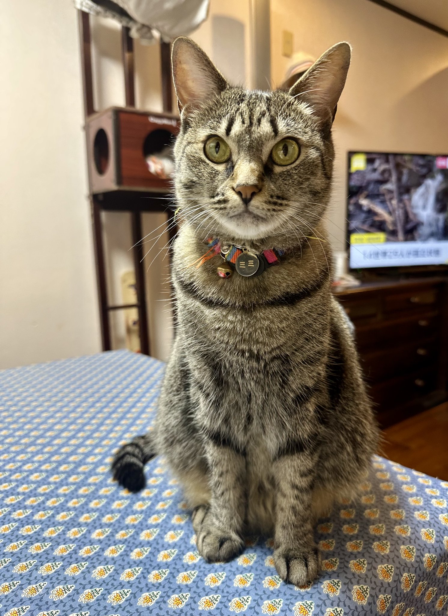 月猫ページ Amazon.co.jp: MYZOO LUNA キャットステップ パイン材 キャット