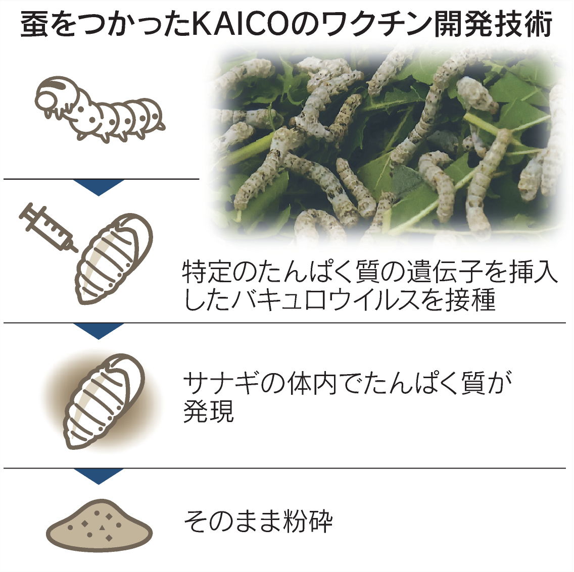 nikkei's tweet photo. ワクチン成分つくる蚕を廃校で生産　KAICO、28年に1500万匹調達を計画
https://t.co/jx70E5CaaN

九州大学発のスタートアップは豚用ワクチンを開発。蚕のサナギを粉末状にして豚の餌に混ぜます。養蚕農家が激減するなか目をつけたのは――。 https://t.co/salvueXqmU
