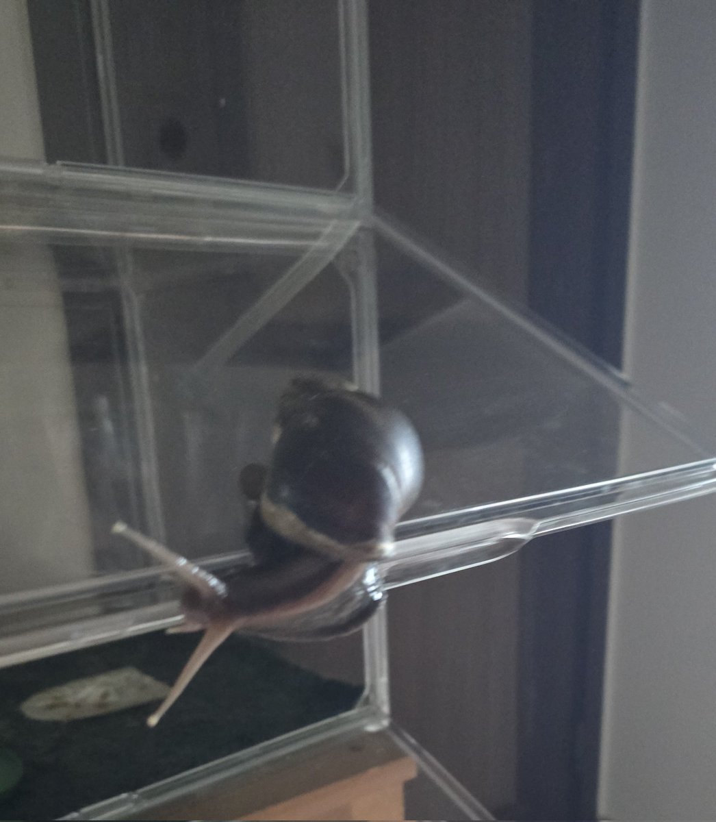 #쵸크네_달팽이
환기할려고 문열어 뒀는데 깜짝아