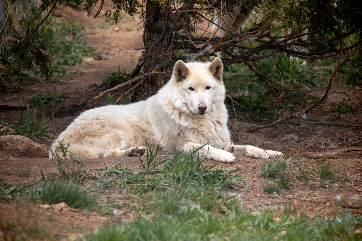 WOLFSanctuaryCO's tweet photo. We hope your Monday was as chill as Trigger’s 😌
.
.
.
.
#wolfdog #wolfpack #wolfdogsofinstagram #wolfspirit #NoCo #animalrescue #AnimalRescueMission #animalsanctuary #WOLFSanctuary #ColoradoWolves #Colorado #wolfrescue #SaveTheWolves #WolfSanctuary #ProtectWildlife https://t.co/2eChby4ZSf
