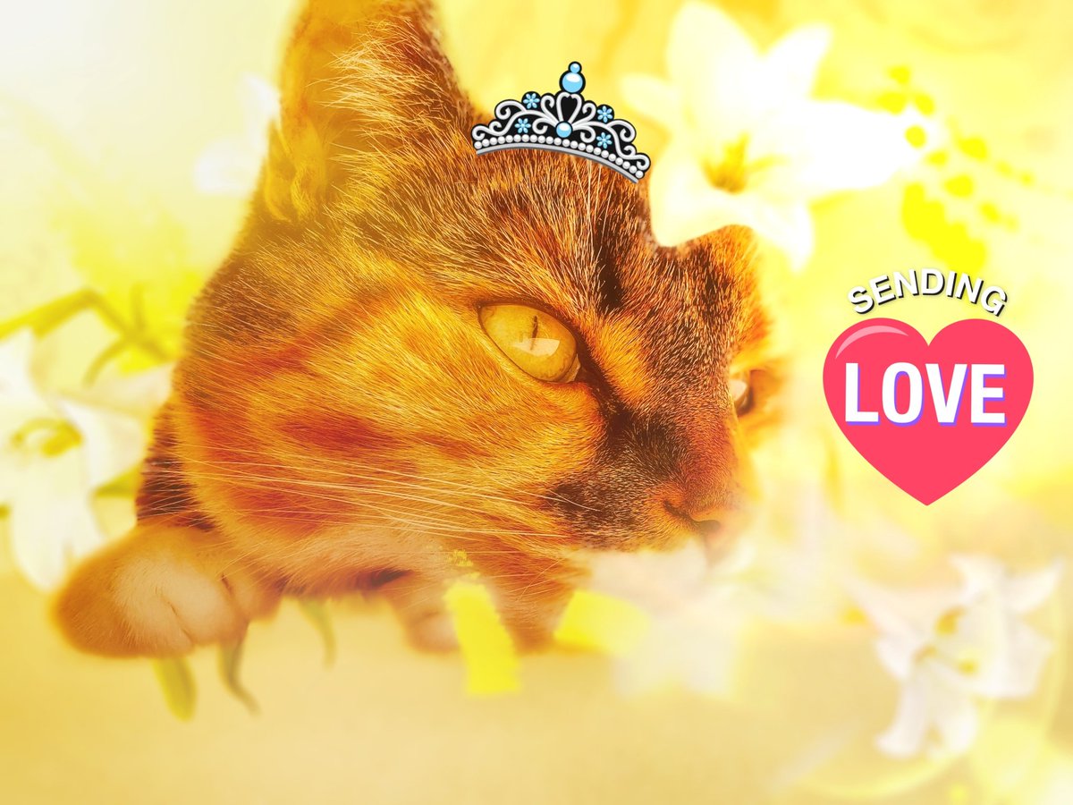 lejardin888's tweet photo. Fill your day with Love kindness 💕 💖 and gentle words.
Love Mellow and Mummy
#Mellow #cat #catsonx #catontwitter
#catsonx https://t.co/jJEuVvJ7XJ