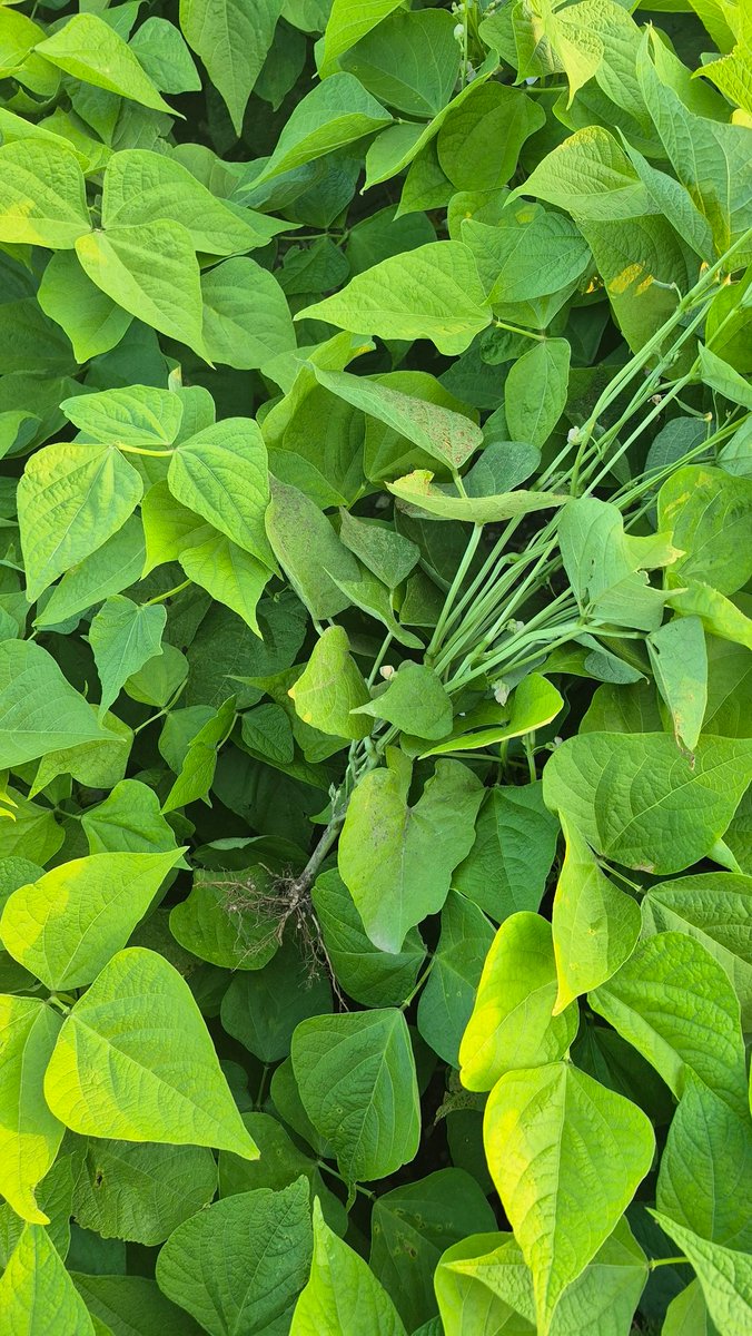 HighlandWayne's tweet image. Cranberry beans are looking amazing ...white might be a problem if we keep getting to much rain