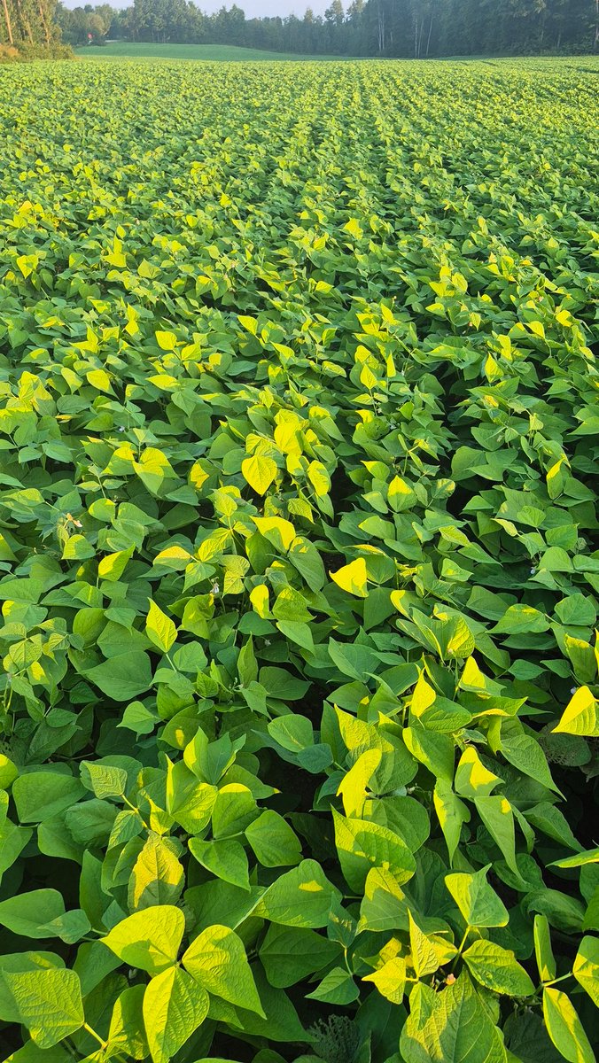 HighlandWayne's tweet image. Cranberry beans are looking amazing ...white might be a problem if we keep getting to much rain