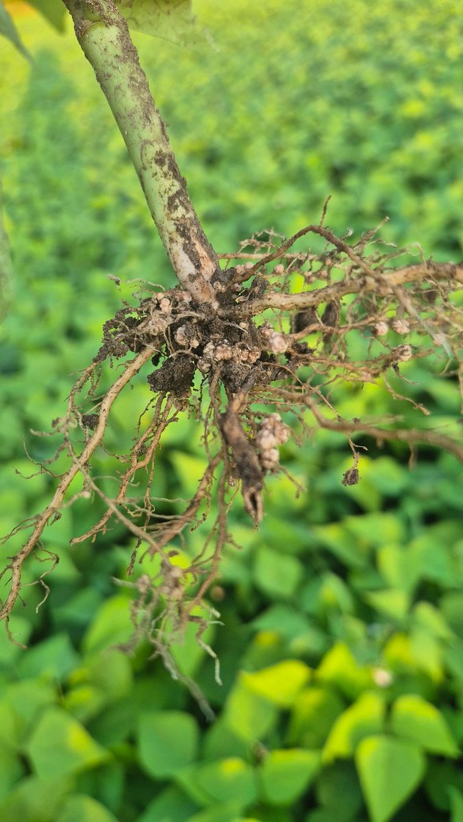 HighlandWayne's tweet image. Cranberry beans are looking amazing ...white might be a problem if we keep getting to much rain