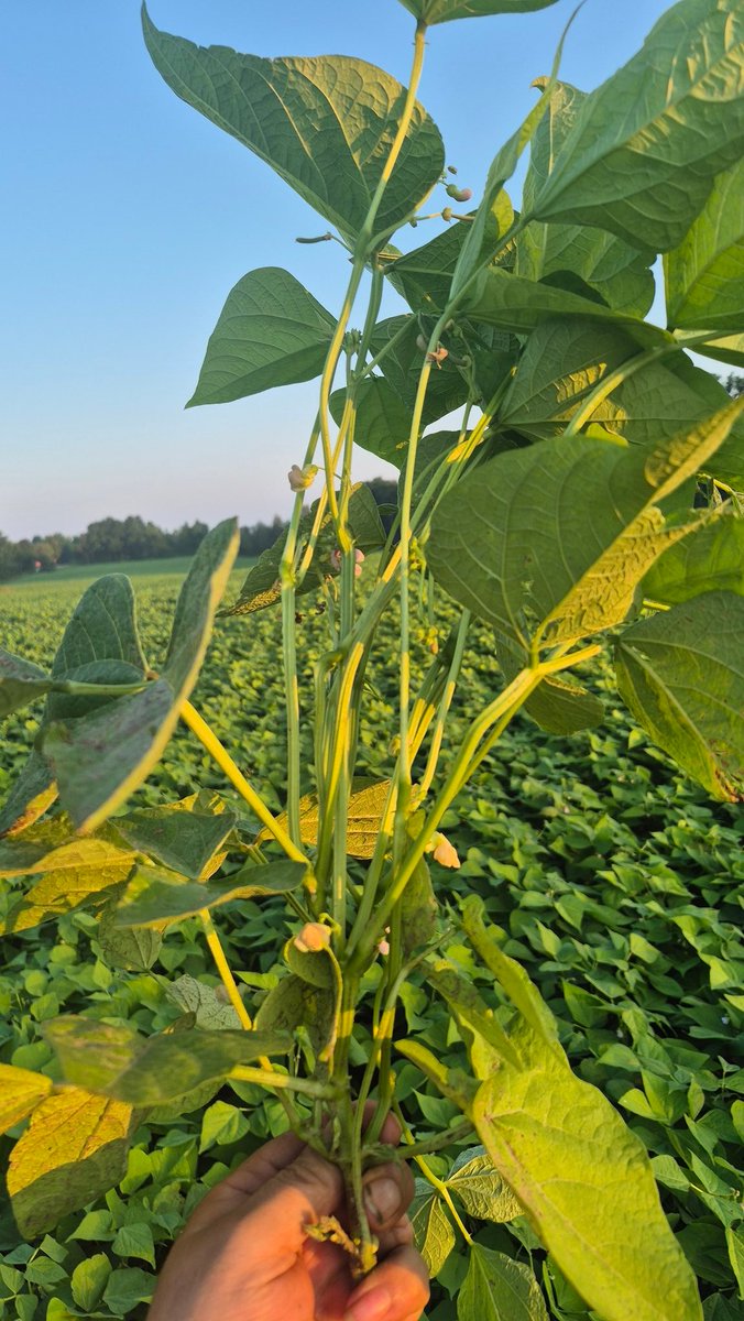 HighlandWayne's tweet image. Cranberry beans are looking amazing ...white might be a problem if we keep getting to much rain