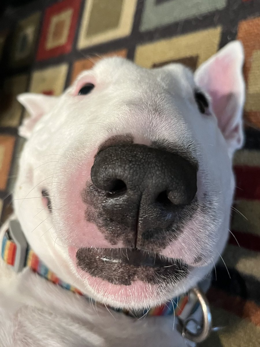 PupperNelson's tweet image. one more sleep until
BIRTHDAY