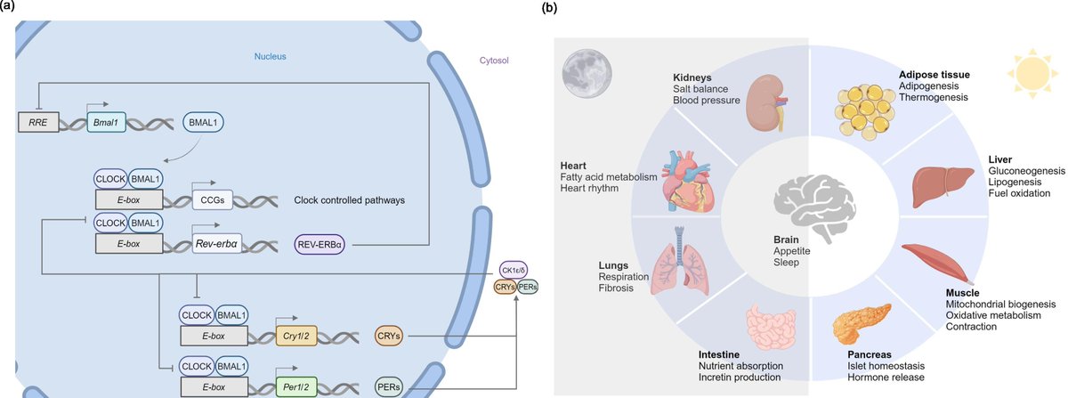 Sci_Bull's tweet image. Circadian nutrition: is meal timing an elixir for fatigue? doi.org/10.1016/j.scib…
#TIC2025 #HealthTech #LifeSciences
