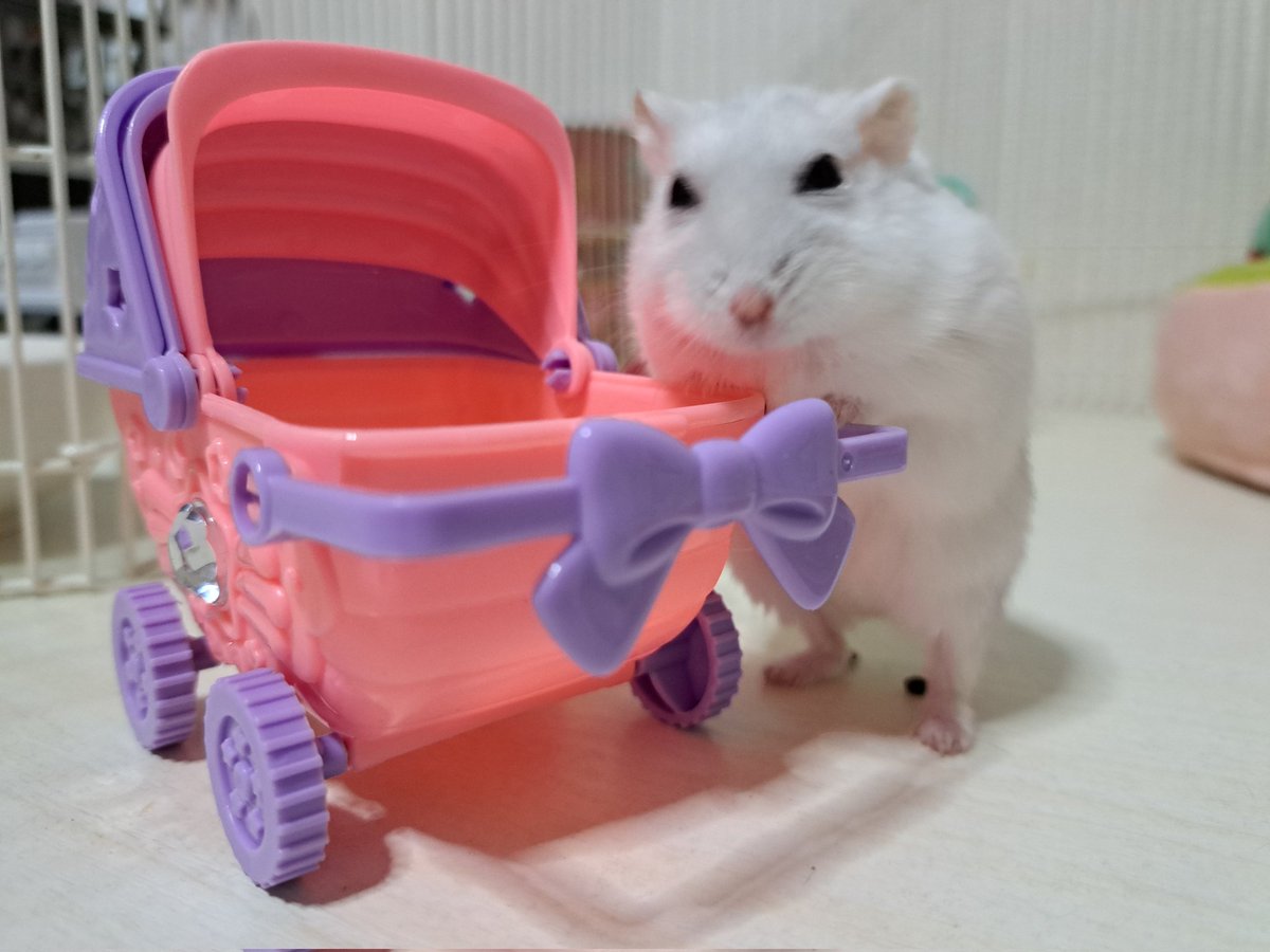 0426_mie's tweet image. 13日に1歳になったでち🐹(しろたん)