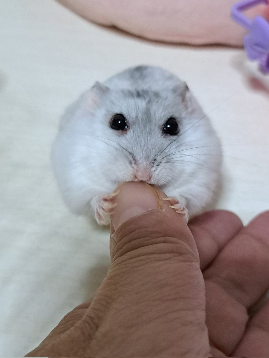 0426_mie's tweet image. いただきますでち🐹(ななちゃん)