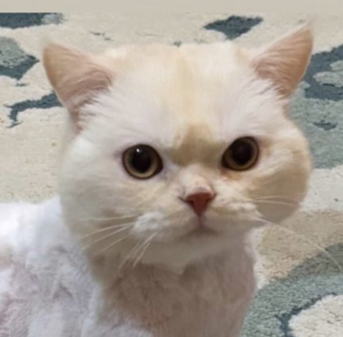 Arkadaşlar bu top kafalı saf çocuk kaybolmuş Ankara’da. Lütfen yayalım da başına bir şey gelmeden evine kavuşsun. Detaylar ana ilanda.