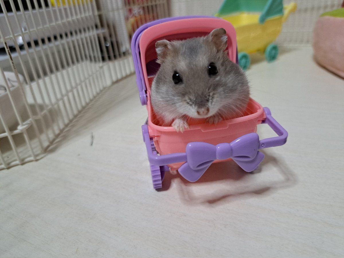 0426_mie's tweet image. 小桃ちゃん、1歳になったでち🐹