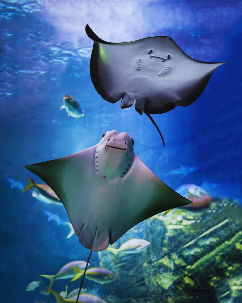 OneEarth's tweet image. It’s Shark &amp;amp; Ray Awareness Day! 🦈 These misunderstood ocean wanderers are vital to the health of our seas: circulating nutrients, balancing marine food webs, and keeping ecosystems thriving. 

#SharkAwarenessDay #RayAwarenessDay #OceanConservation #SaveOurSeas