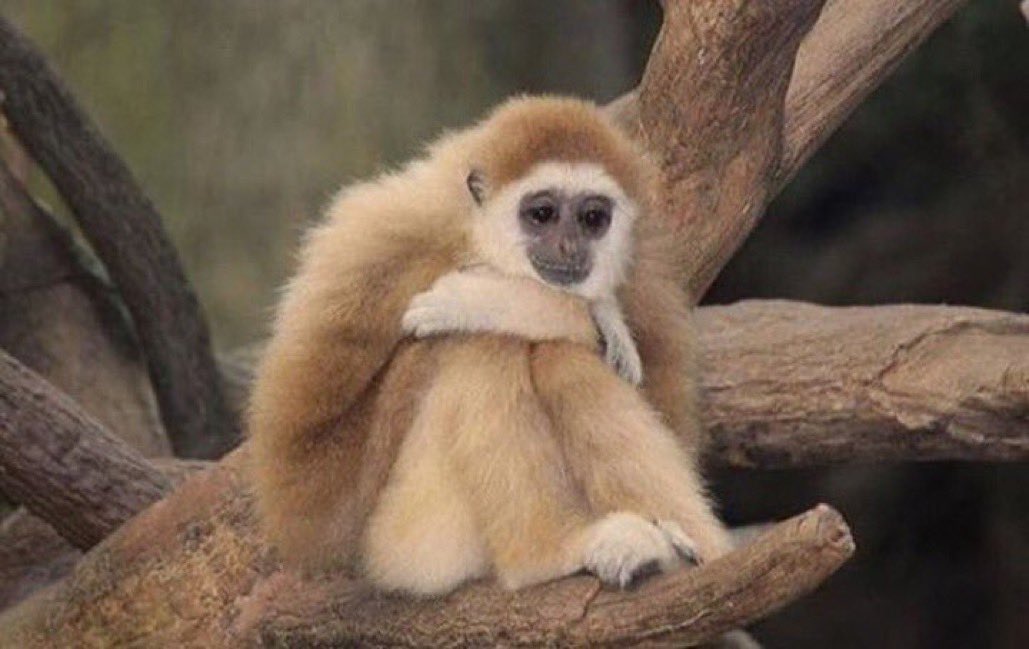 just meticulously folded a bunch of clothes which i know i will absolutely destroy next time im in a rush. so it goes.