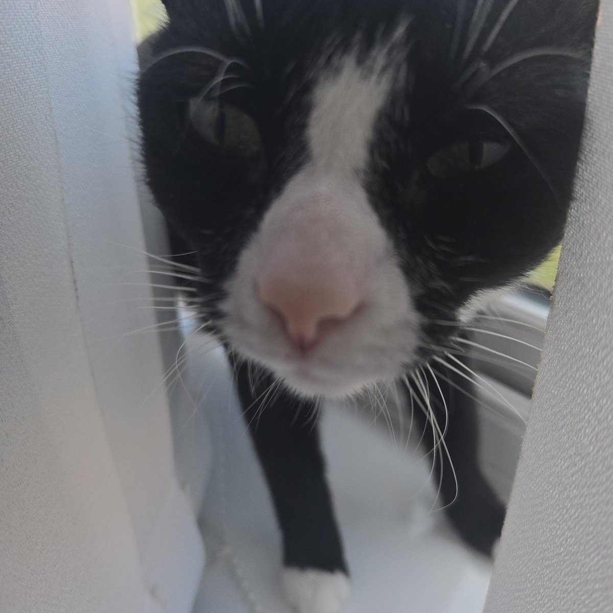 tinkothy's tweet image. sniff test, you failed. stinky