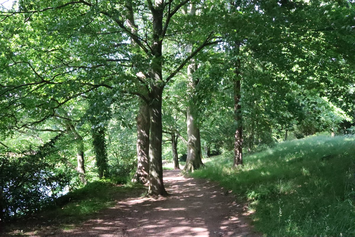 RachelUmbra's tweet photo. Happy Monday #trees #photo #photography #MondayVibes  #NaturePhotography #outdoors https://t.co/m51FjL2m2Y