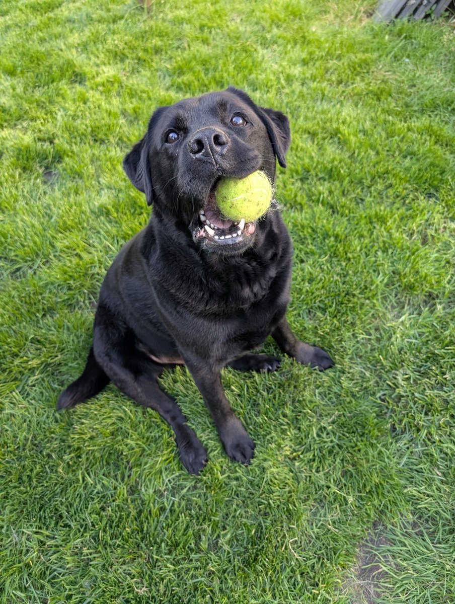 Hey pals! Sorry, Lost the keys to the ol' Twitter... Or X... Or whatever we're supposed to call it. Woofer! Let's call it Woofer

What kind of car does a dog drive? A Fur-rari 🐾🐾