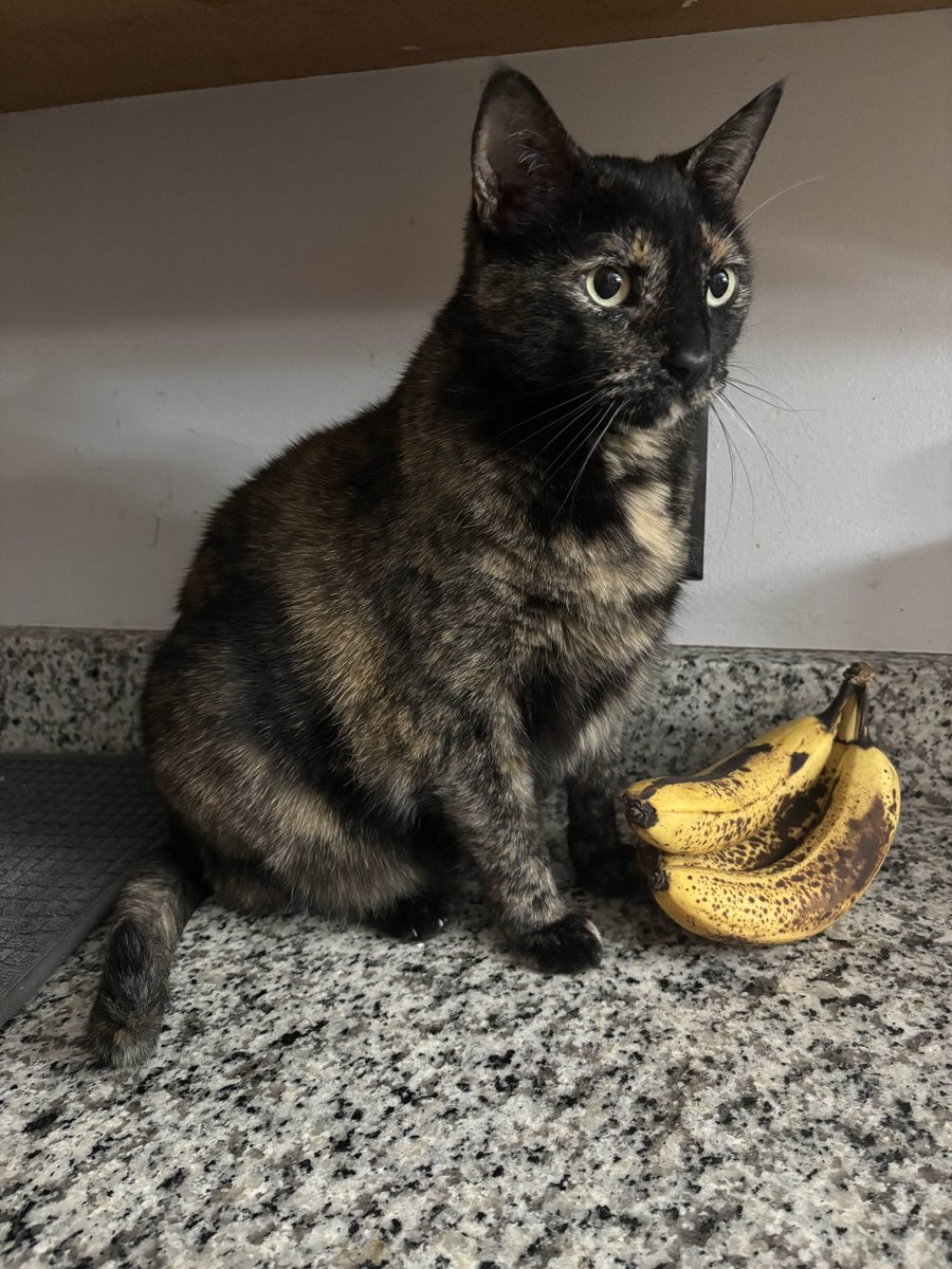 fhardcat's tweet image. She’s going bananas right meow