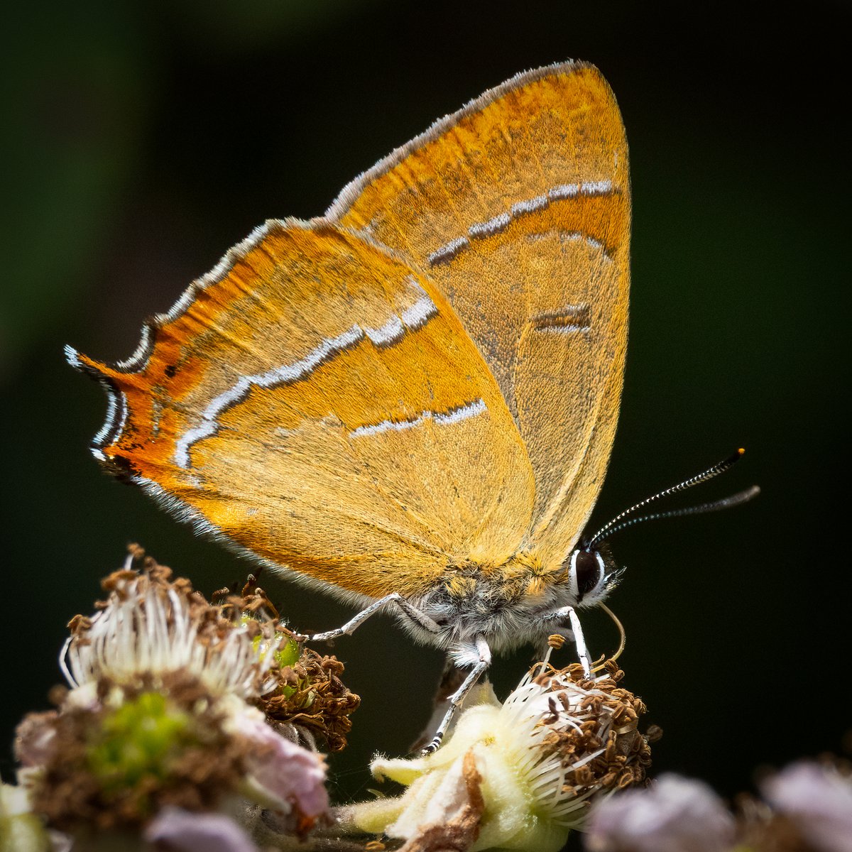 markwright12002's tweet image. Brown Hairstreak
Alners Gorse, Dorset
@BC_Dorset
@DorsetWildlife