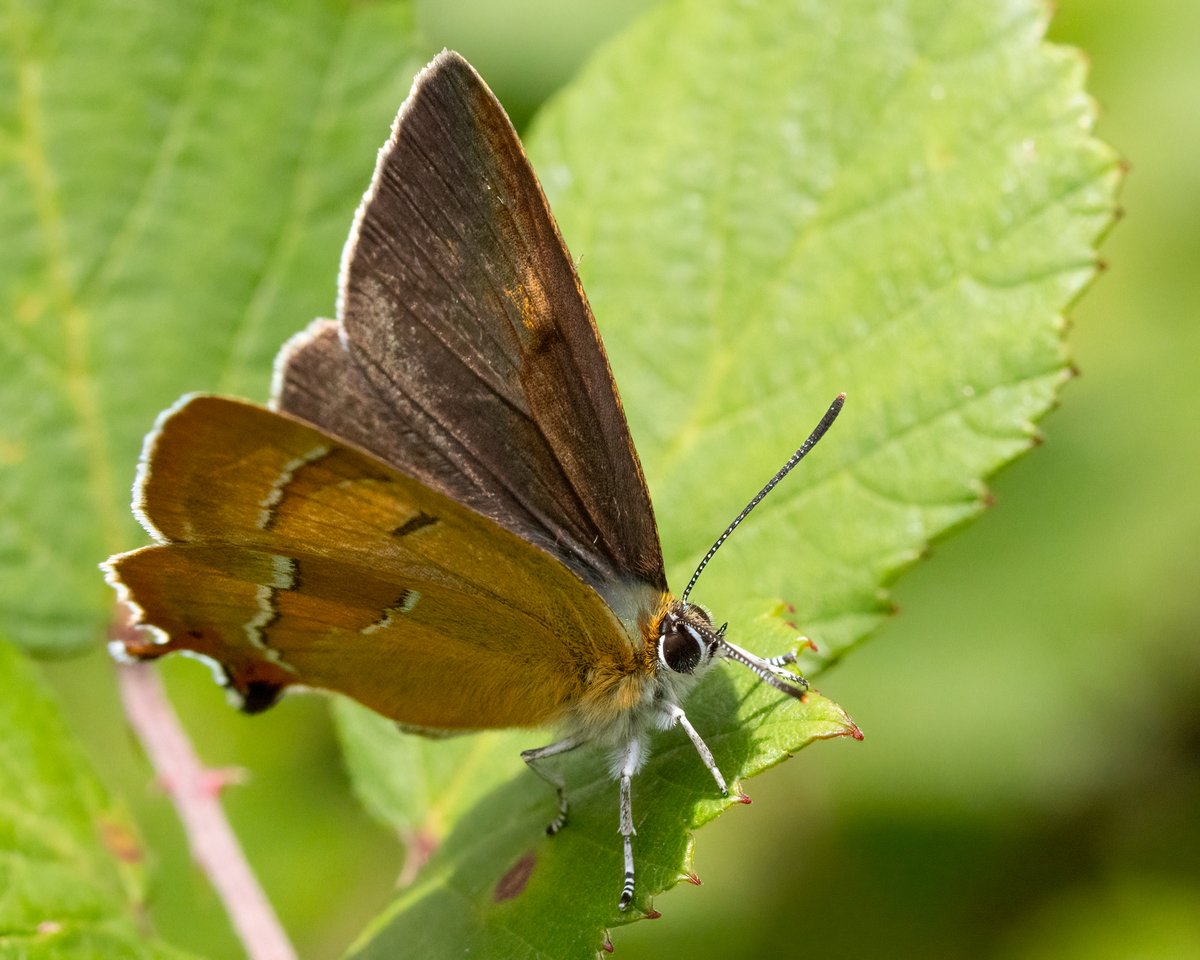 markwright12002's tweet image. Brown Hairstreak
Alners Gorse, Dorset
@BC_Dorset
@DorsetWildlife