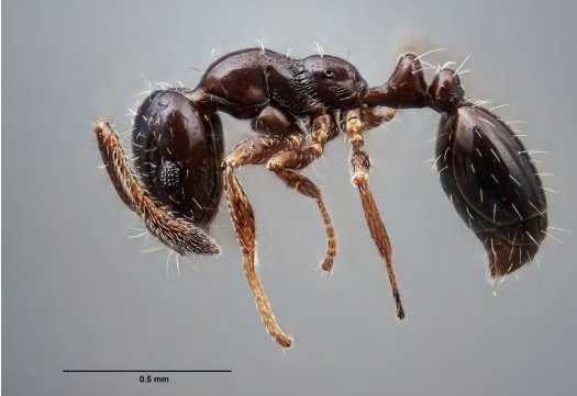 AeEntomologia's tweet photo. Damos ahora comienzo a la sección de notas científicas del Volumen 49(1-2) del Boletín de la AeE 

Presencia de la especie exótica Monomorium carbonarium (Smith, 1858) (Hymenoptera, Formicidae) en Córdoba (Andalucía, sur de España)

Descargas gratuitas en 
https://t.co/iLwKrTAQvI https://t.co/Wo3FMX8Iew