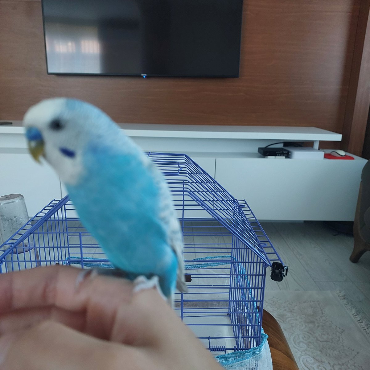 İzmit kurucesme fatih mahallesinde kaybolmuş 
iletişim: <a href="/laciwsa/">❀</a>