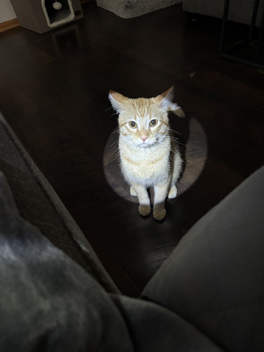 DinkyCat2's tweet image. THE CRIMINAL HAS BEEN SPOTTED TRYING TO ESCAPE