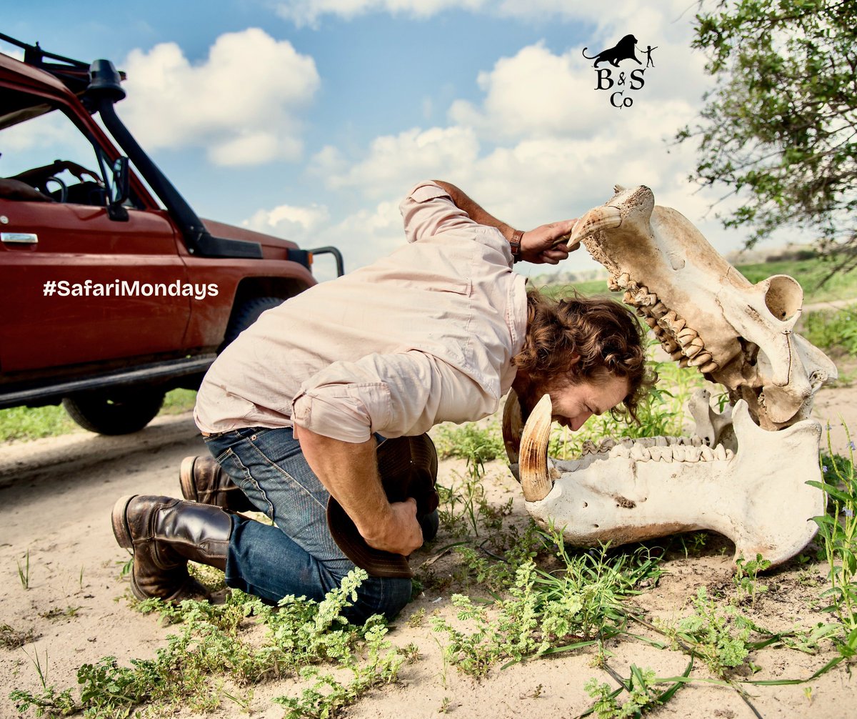 BakerSafari's tweet photo. With a mouth so large, and teeth so long and savage, if one didn't know any better they'd conclude that this massive skull belonged to a meat eater. But the #creation bends to the will of the #designer. This famous beast is an oversized lawnmower. 

Out of the water they march, night after night. They trim the grasses of the wild plains under the African moon. Before the sun rises they're back in the river.

#SafariMondays
#WeAreWhatWeLeaveBehind