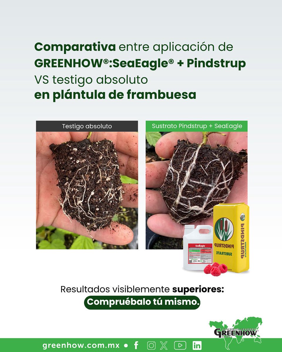 GreenhowCorp's tweet photo. Comparamos la aplicación de nuestro bioestimulante 𝗚𝗥𝗘𝗘𝗡𝗛𝗢𝗪®️/𝗦𝗲𝗮𝗘𝗮𝗴𝗹𝗲®️ + 𝘀𝘂𝘀𝘁𝗿𝗮𝘁𝗼 𝗣𝗶𝗻𝘀𝘁𝗿𝘂𝗽 vs un testigo absoluto en plántula de frambuesa.

🌱 ¿El resultado? Un desarrollo visiblemente superior. https://t.co/qtvZu6SfDt