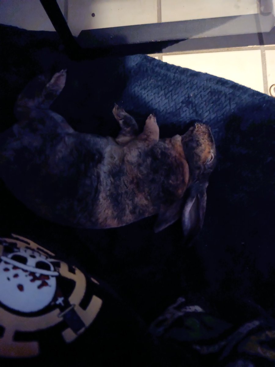 Harvey-I feel little bites on my foot one sec. The next  this lil furball cash out next to me.