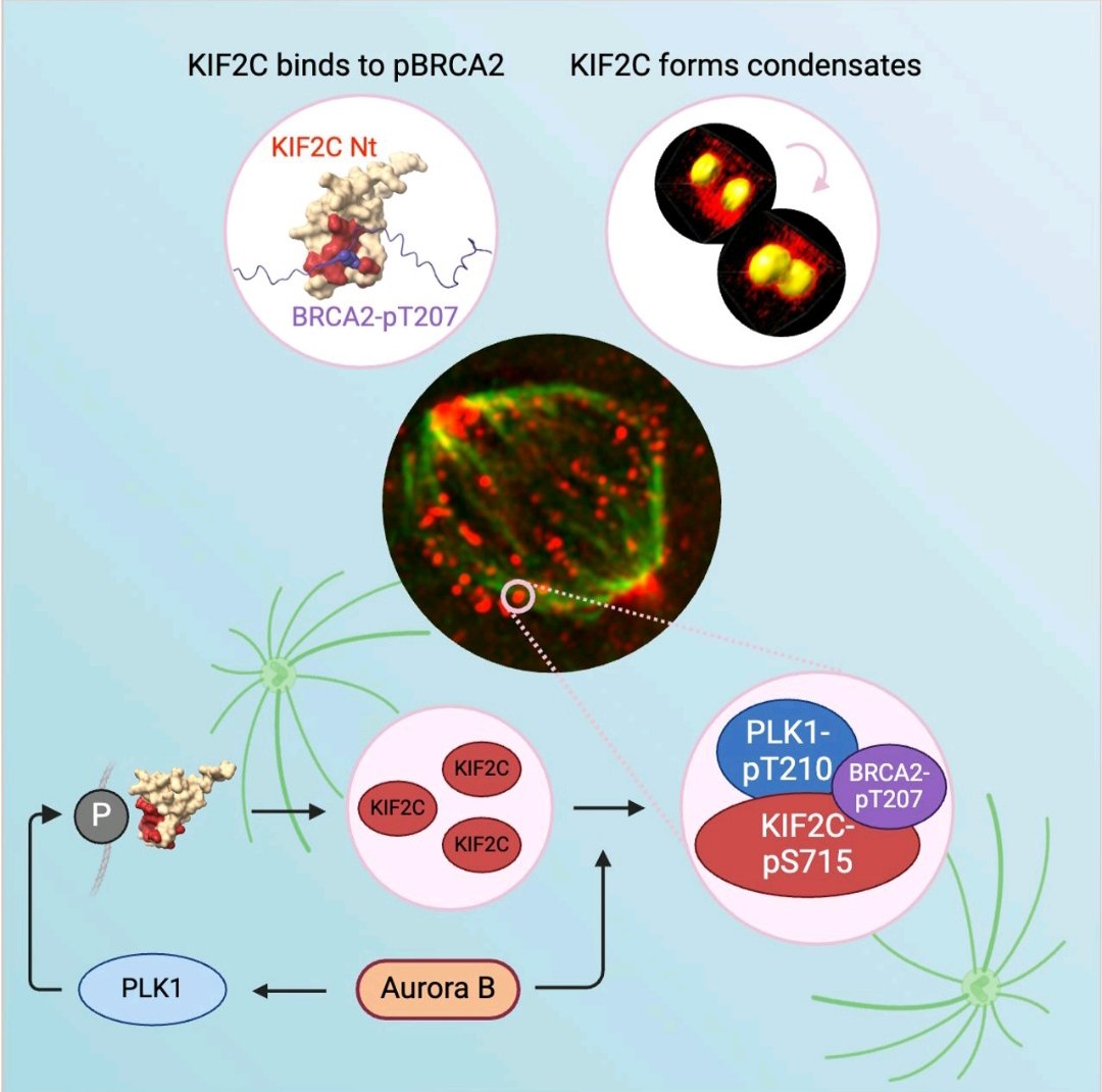 Sylv1JEANN1's tweet image. doi.org/10.1093/nar/gk…
Happy to share with all of you my new participation to a new Nucleic Acids Res publication :

First article focus on the formation of biomolecular phase separation condensates in mitotic cells containing BRCA2.

Thanks to all my collaborators&amp;amp; our managers