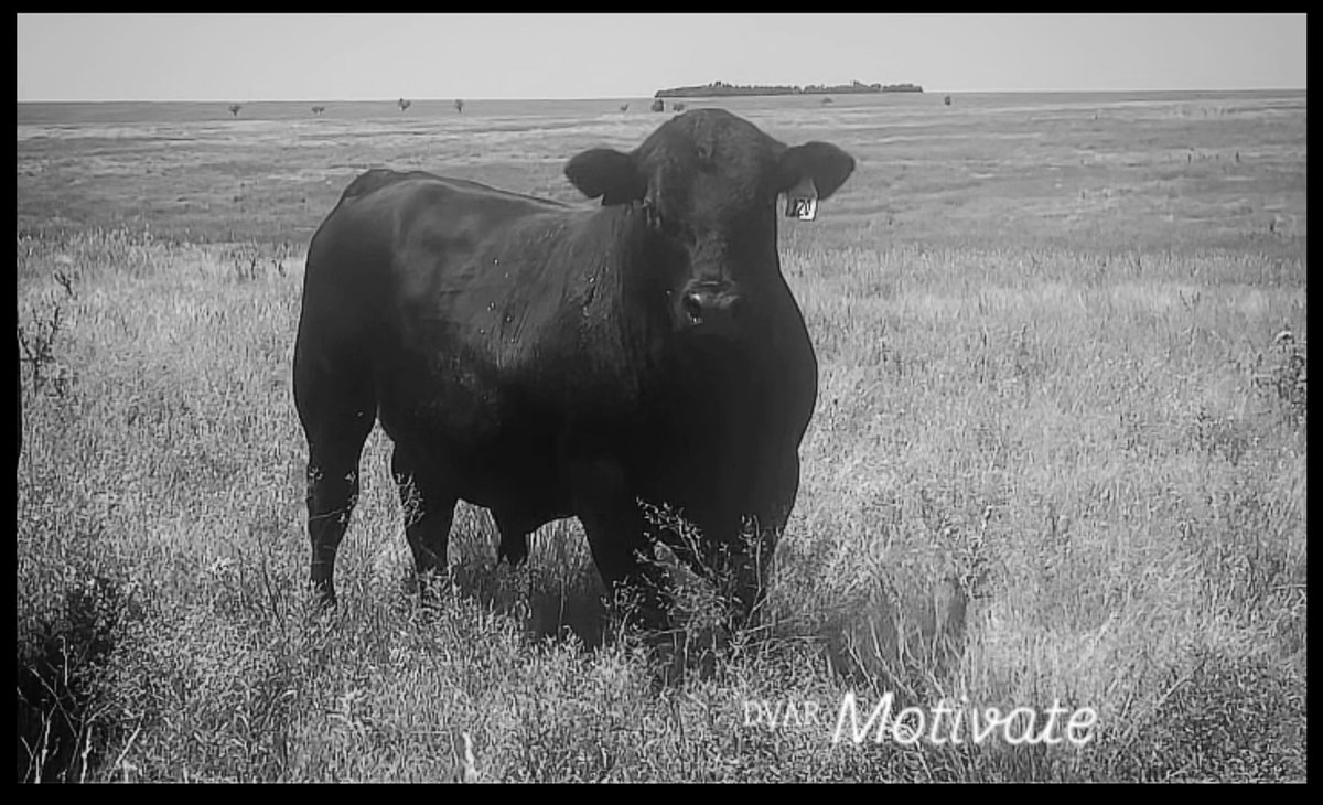 young herd sire by Prolific 
a maternal brother to Liberate
his mother, 1509, will leave her mark in our herd