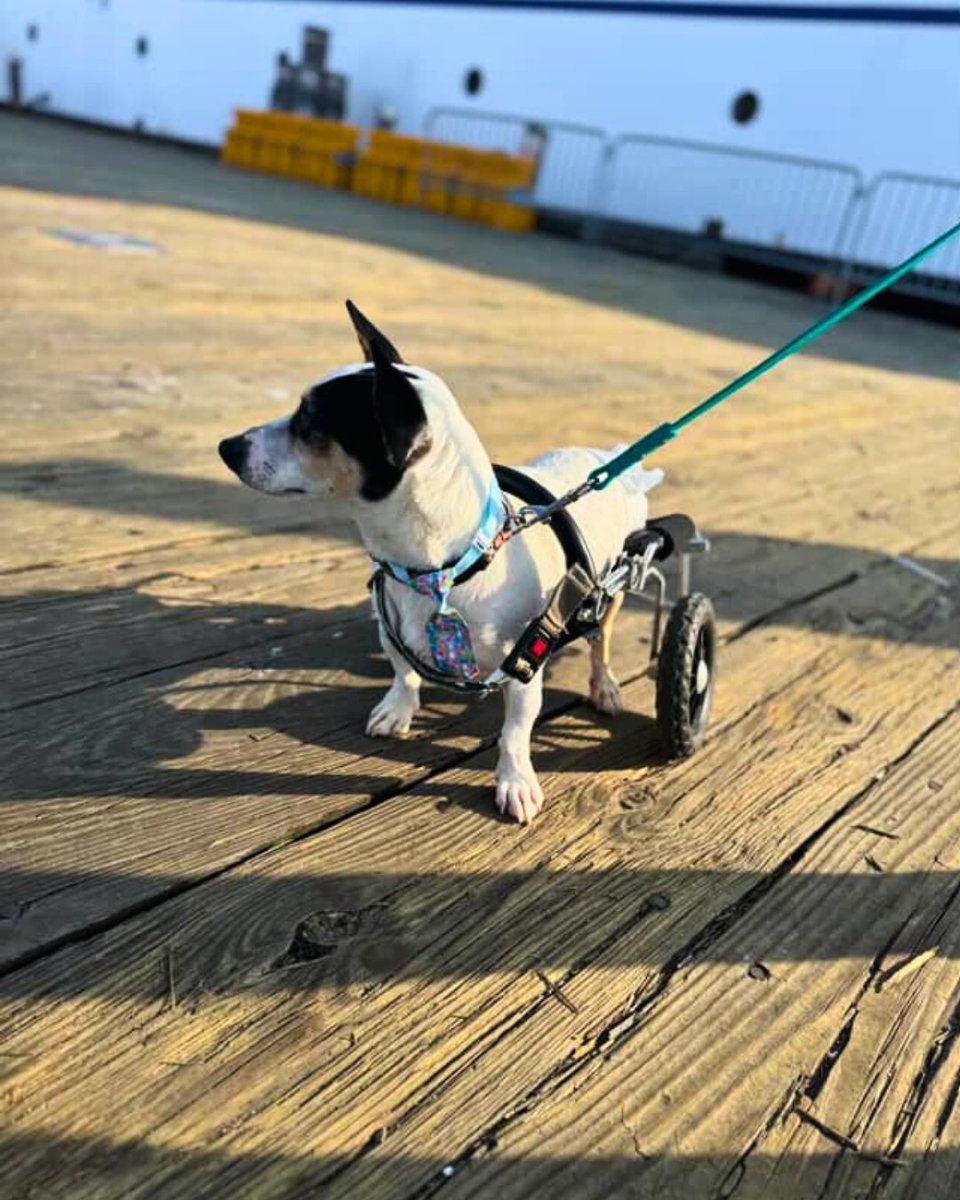 How cute is this little guy? 🐾 Meet Rocket!
He loves to ride the ferry and cuddle up with a blanket while heading to Block Island. 🛳️🧺

DM or tag us in your pet pictures to be featured on our feed! 🐶📸
#BlockIslandFerry #RocketTheDog #FerryPassenger #BlockIslandBound