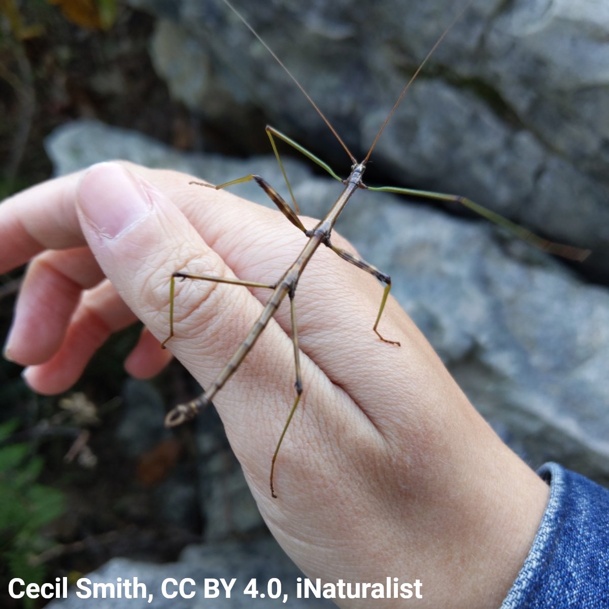 AMNH's tweet image. Meet the northern walking stick—a master of camouflage. Its color and shape fool predators into thinking it’s an inedible twig. In fact, its camouflage is so thorough that its eggs resemble tiny seeds!