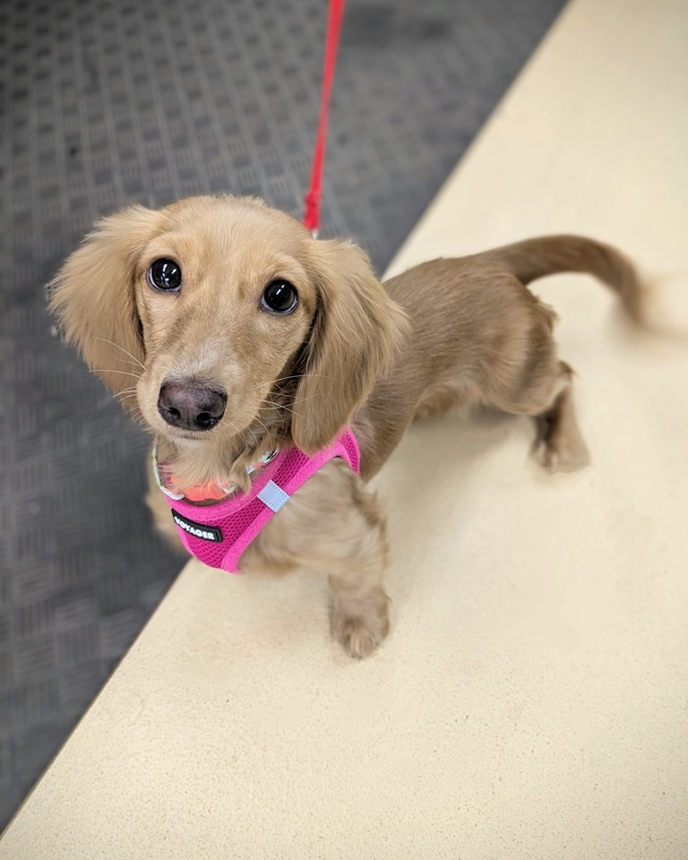 Meet Our Member: Maggie’s Foods for Pets 

A family-owned gem in West Boylston with 40+ years of caring for your pets. They’re your go-to for natural pet food, tasty treats, fun toys, and expert advice to keep tails wagging. 

Learn more: maggiespets.com